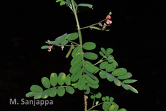 Indigofera colutea